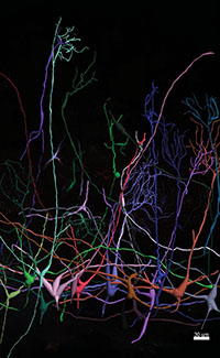 Neuron morphology in mitral cells of an adult mouse olfactory bulb, shown reconstructed using vector-assisted spectral tracing (VAST), developed in the Gradinaru lab. Neurons are labeled with multiple colors to facilitate morphology tracing. VAST