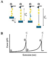 force-extension