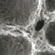 Thumb of Carbon Nanotube Carpets